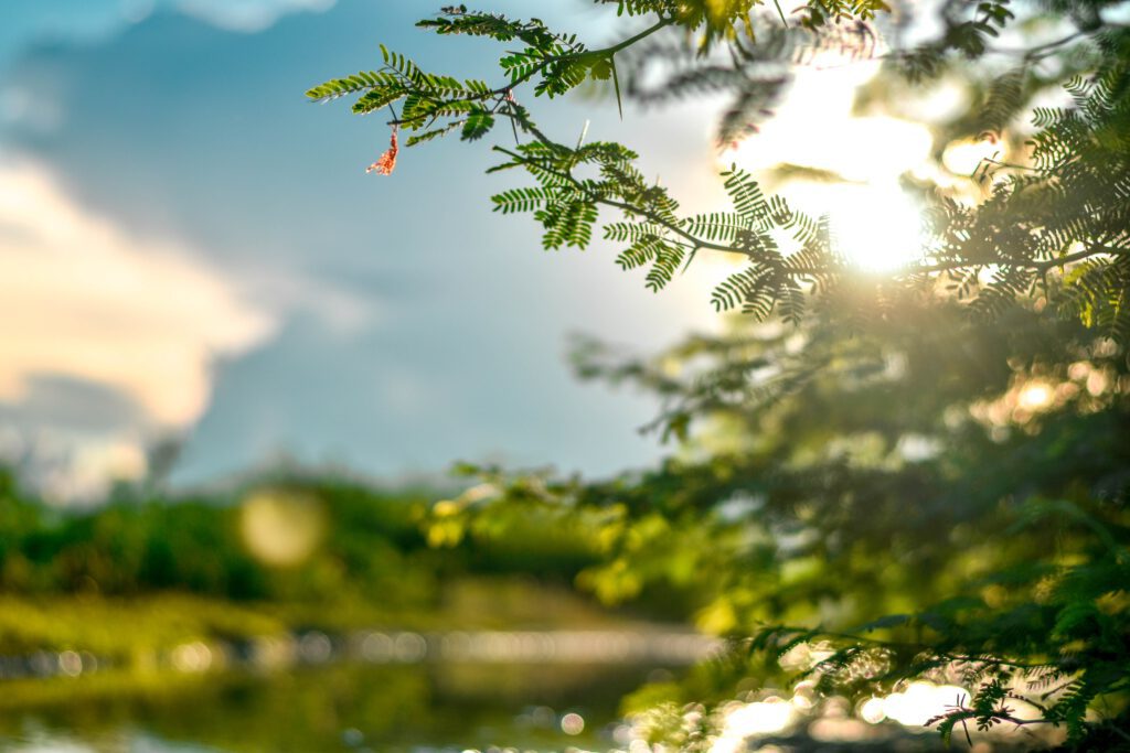 Blätter eines Baumes im Vordergrund, blauer Himmel und Sonne im Hintergrund. 
